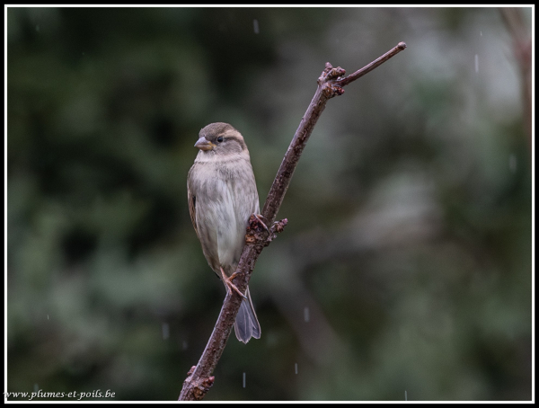 Moineau domestique